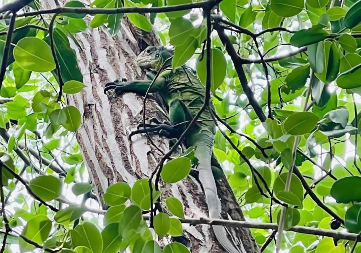 Découverte authentique en Martinique