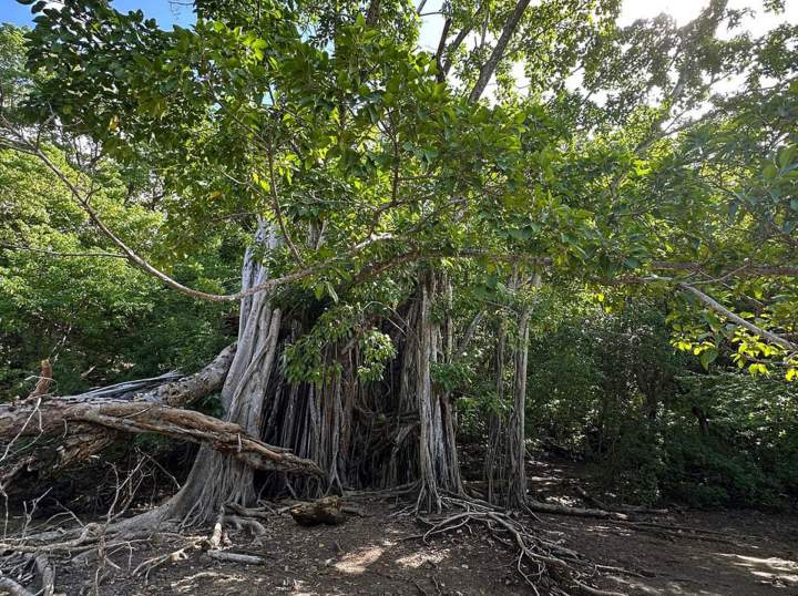 Louer bateau avec skipper Le François